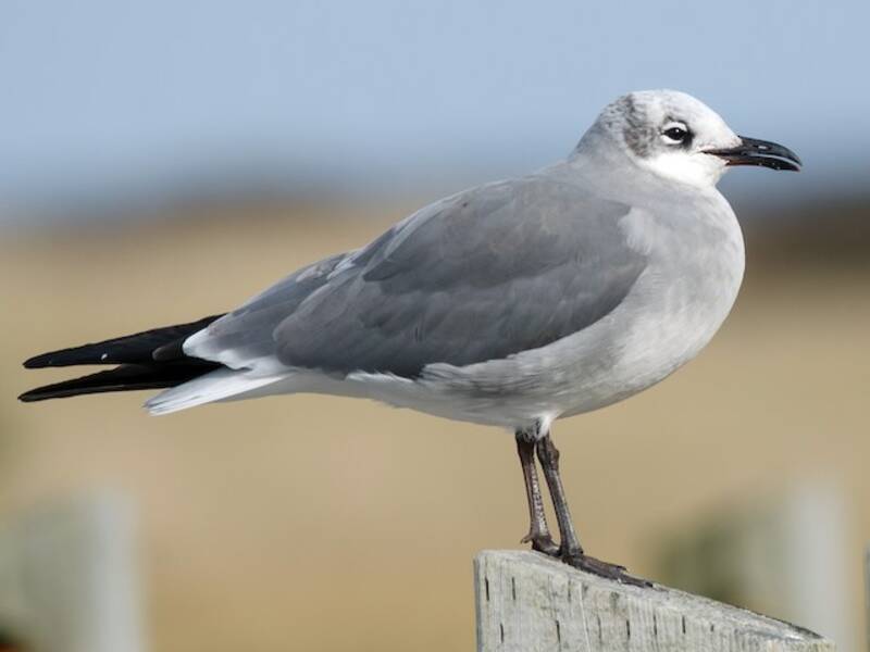 Laughing Gull, 照片 3