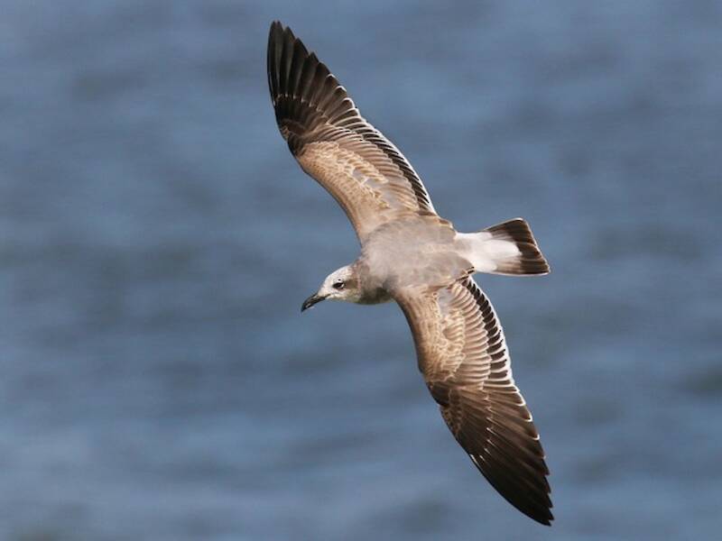 Laughing Gull, 照片 2