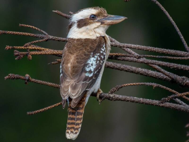 Laughing Kookaburra (Dacelo novaeguineae)