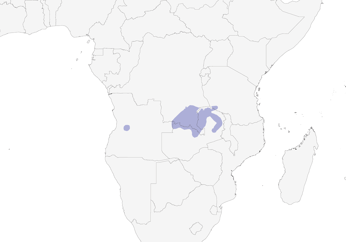Chloropète de Laura, Distribution 1