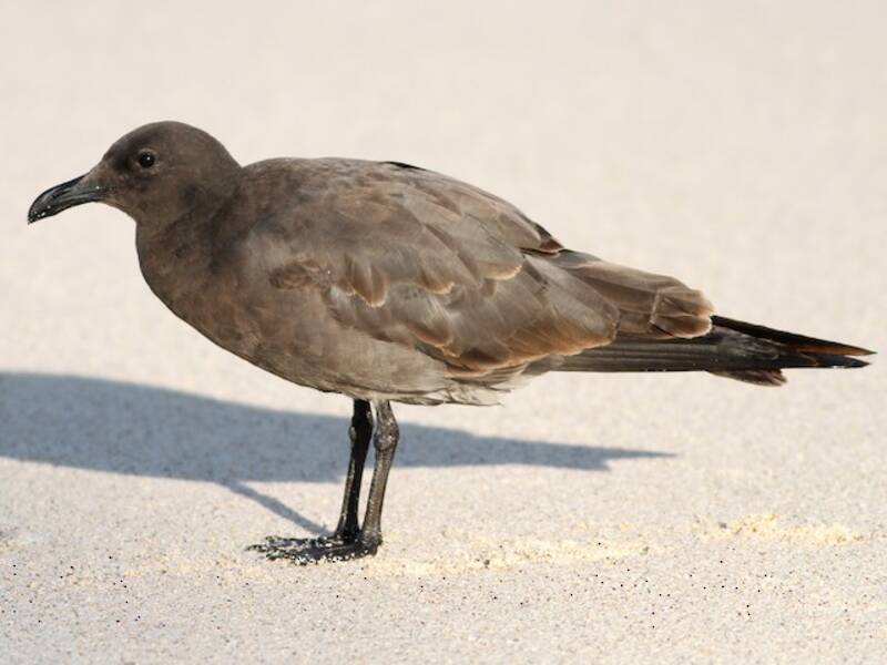 Lava Gull