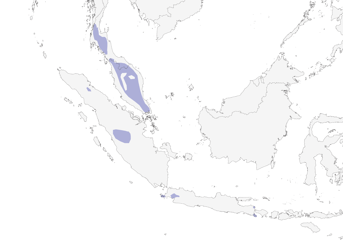 Timalí Gigante, Distribución 1