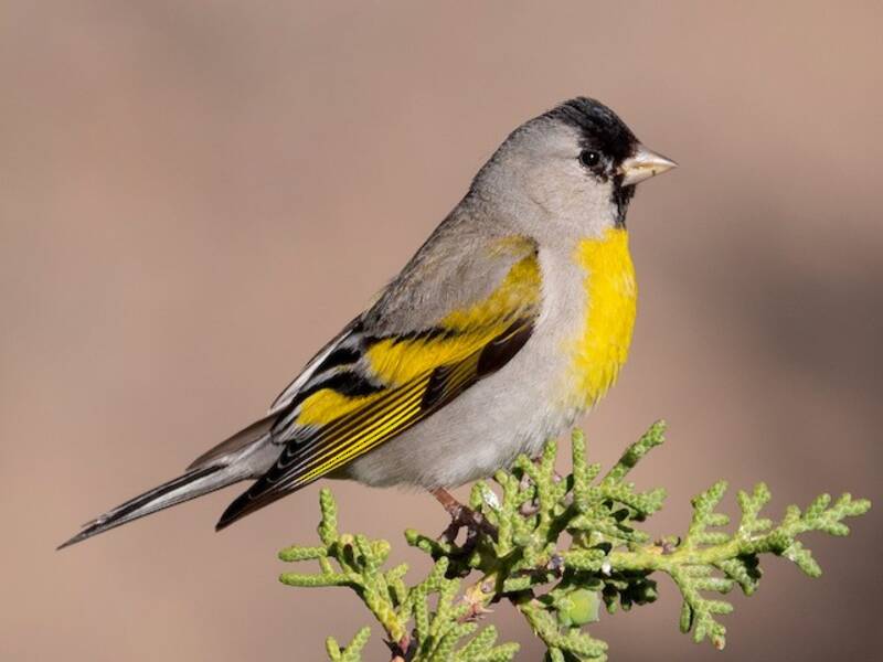 Lawrence's Goldfinch