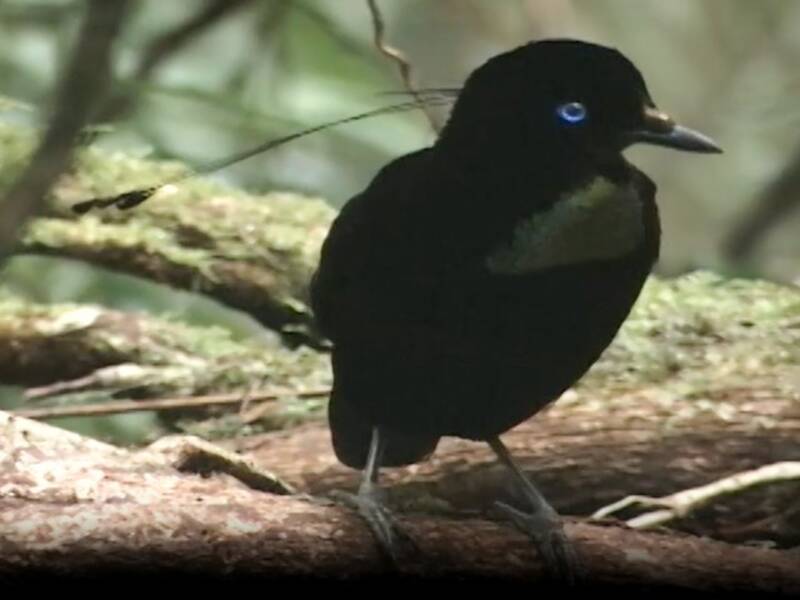 Östliche Parotia