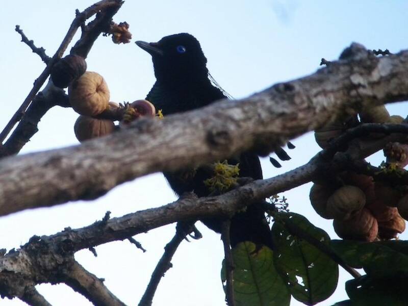 Östliche Parotia, Fotos 2