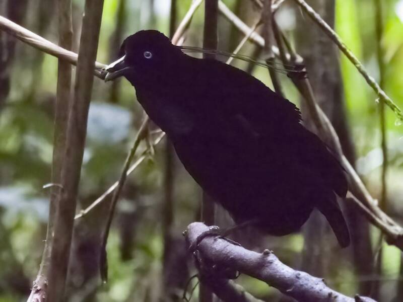 Lawes's Parotia, 照片 4