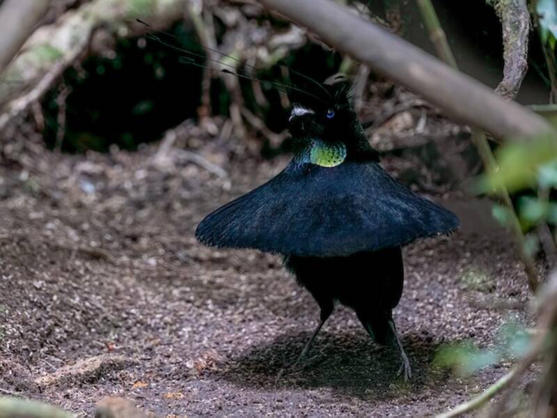 Lawes's Parotia, 照片 2