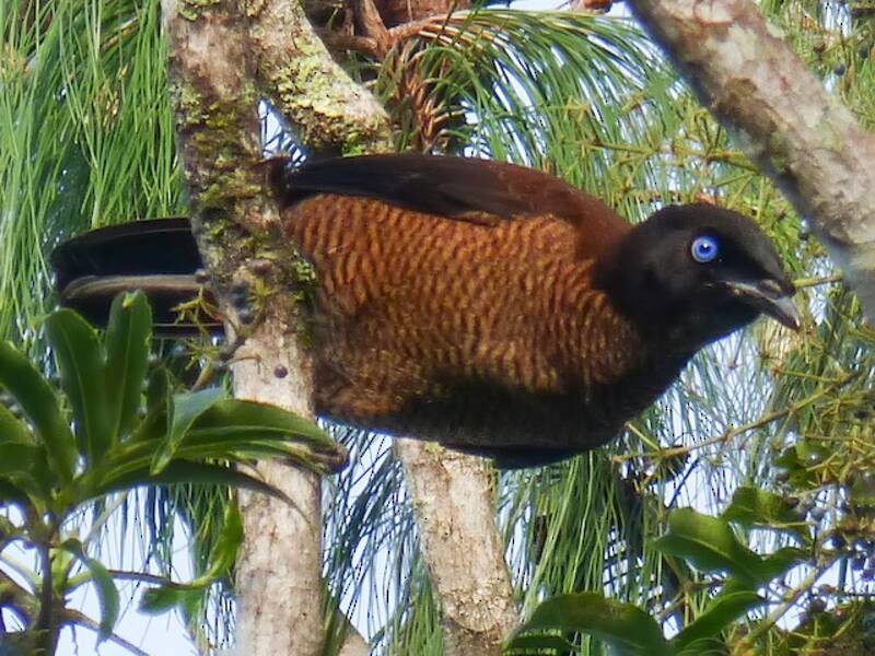 Lawes's Parotia, 照片 3