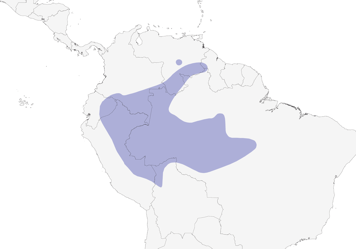 Zorzal de Lawrence, Distribución 1