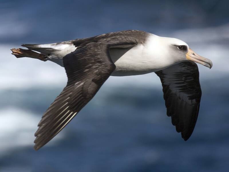Albatro di Laysan, Foto 4