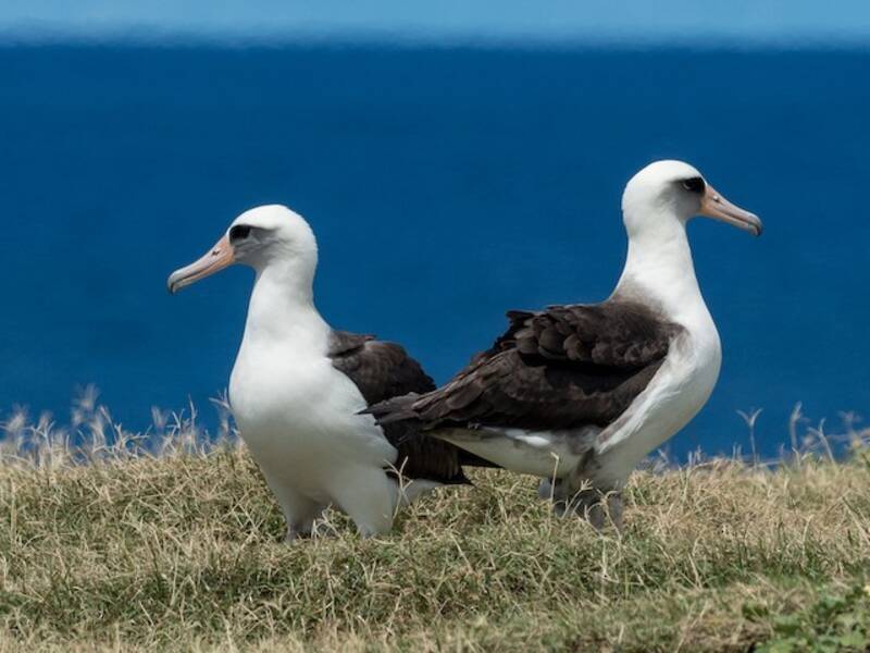 Albatro di Laysan, Foto 3