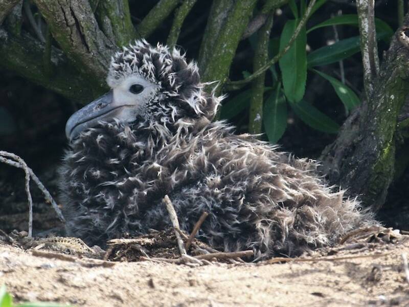 Laysan Albatross (Phoebastria immutabilis)