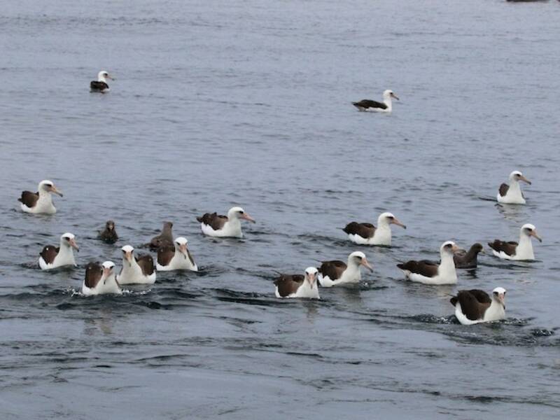 Albatro di Laysan, Foto 2