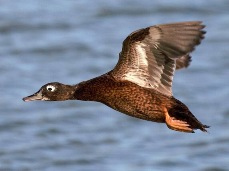 Canard de Laysan
