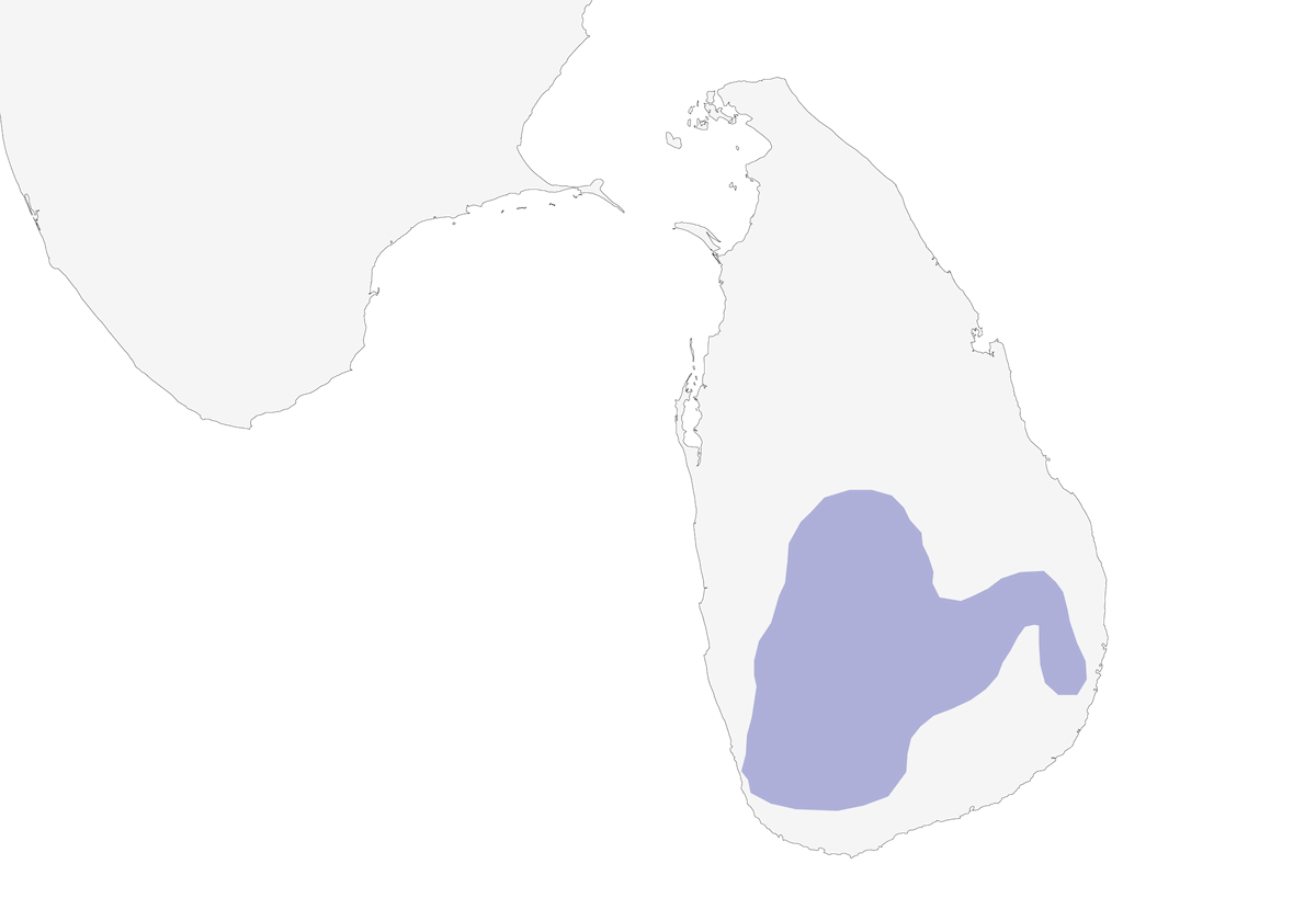 Perruche de Layard, Distribution 1
