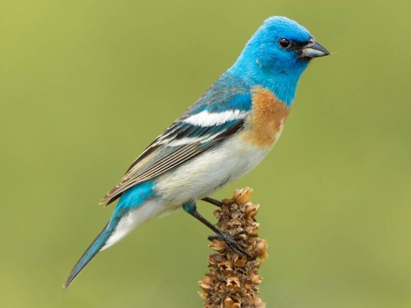 Zigolo lazuli, Foto 4
