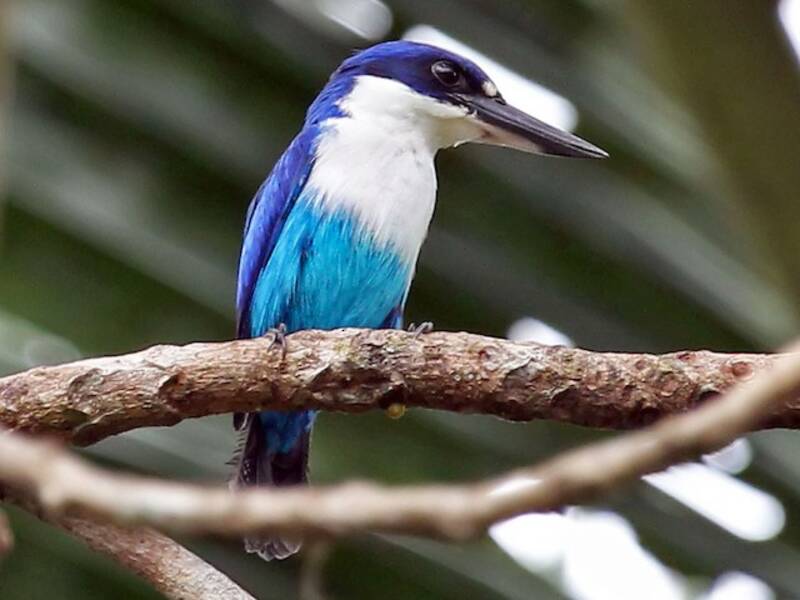 Martin pescatore lazuli, Foto 3