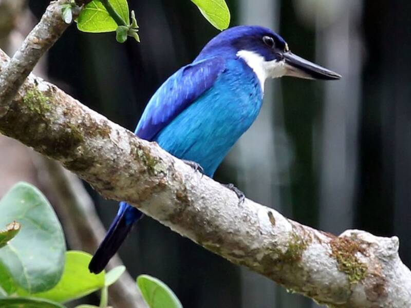 Martin pescatore lazuli, Foto 4