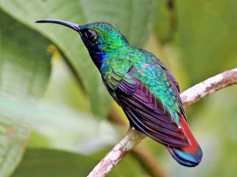 Colibrì sciabola azzurro, Foto 4