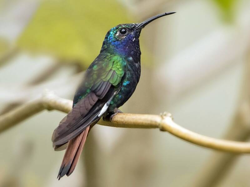 Colibrì sciabola azzurro, Foto 3