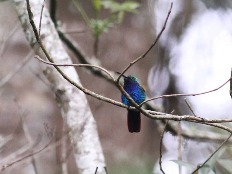 Colibrí sable lazulino