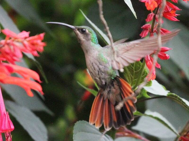 Colibrì sciabola azzurro, Foto 2