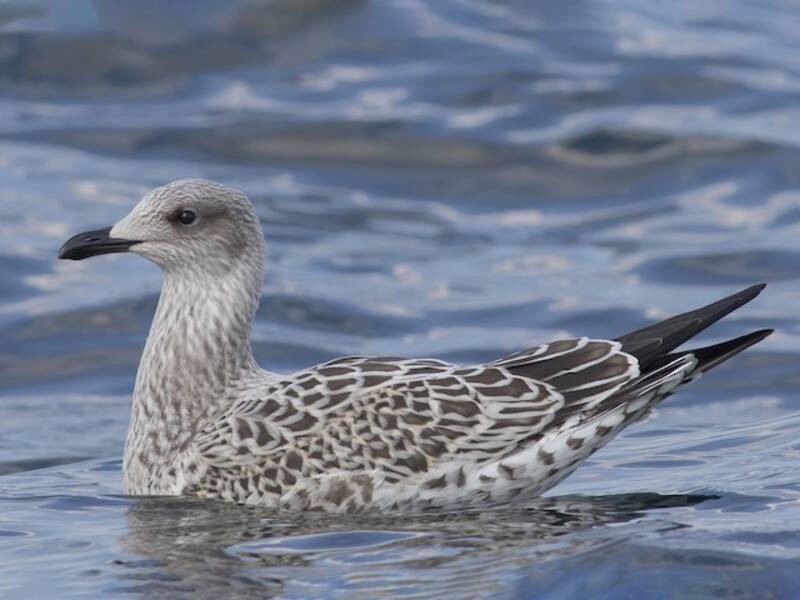 Lesser Black-backed Gull