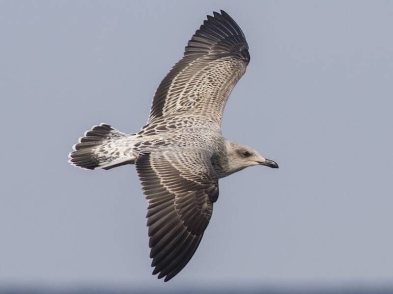 Lesser Black-backed Gull, 照片 3