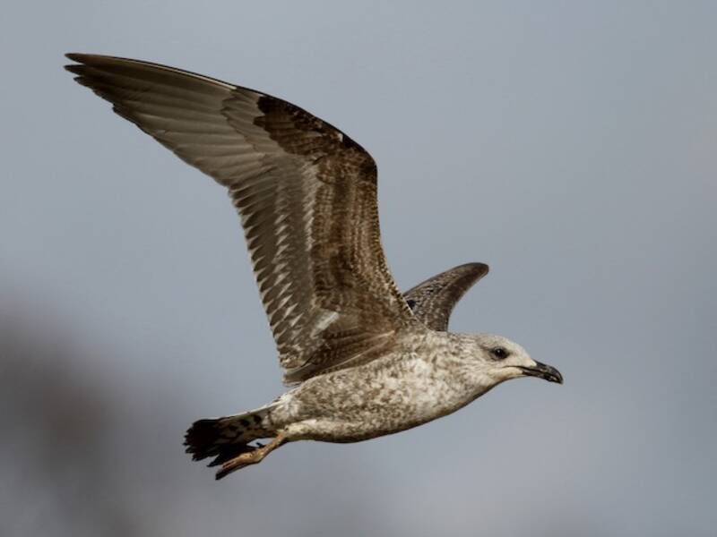 Lesser Black-backed Gull, 照片 2