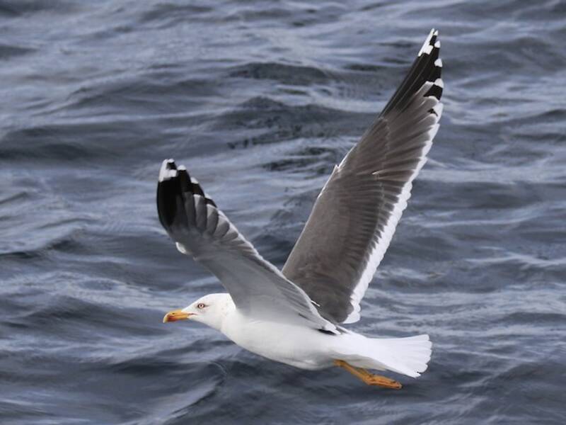Lesser Black-backed Gull, 照片 4