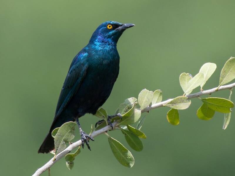 Storno minore dalle orecchie blu, Foto 4