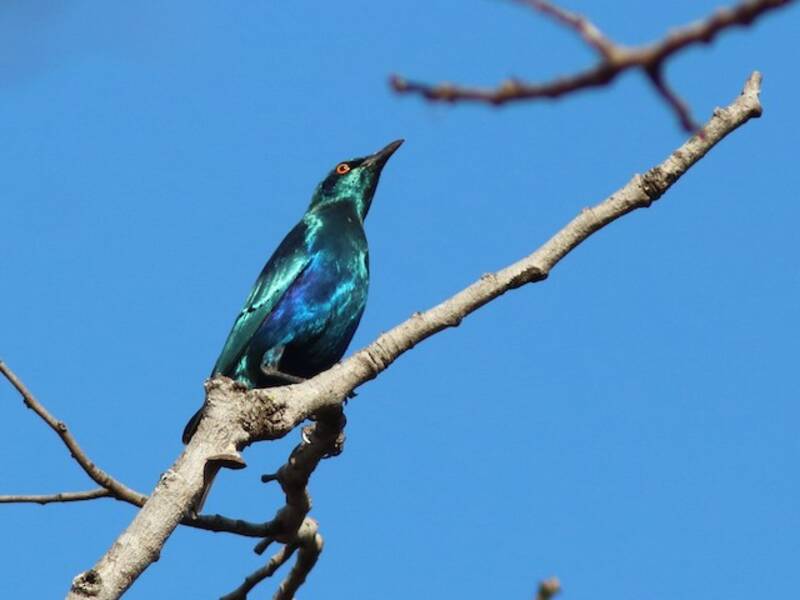 Storno minore dalle orecchie blu, Foto 3