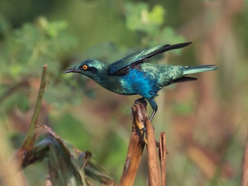 Storno minore dalle orecchie blu, Foto 2