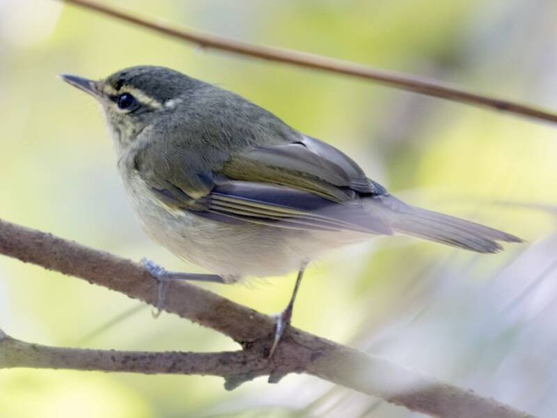 Large-billed Leaf Warbler, 照片 4