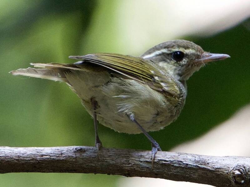 Large-billed Leaf Warbler, 照片 3
