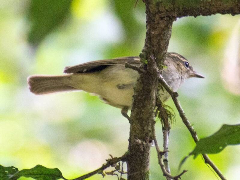 Large-billed Leaf Warbler, 照片 2