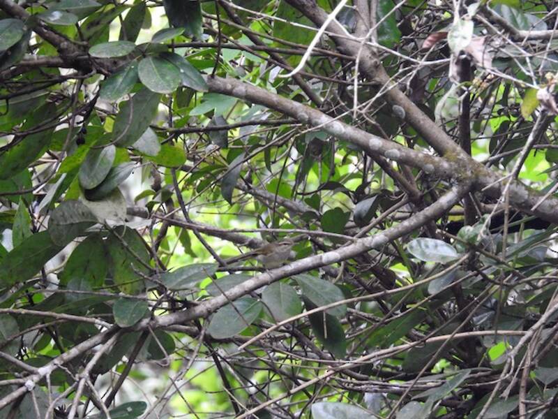 Large-billed Leaf Warbler