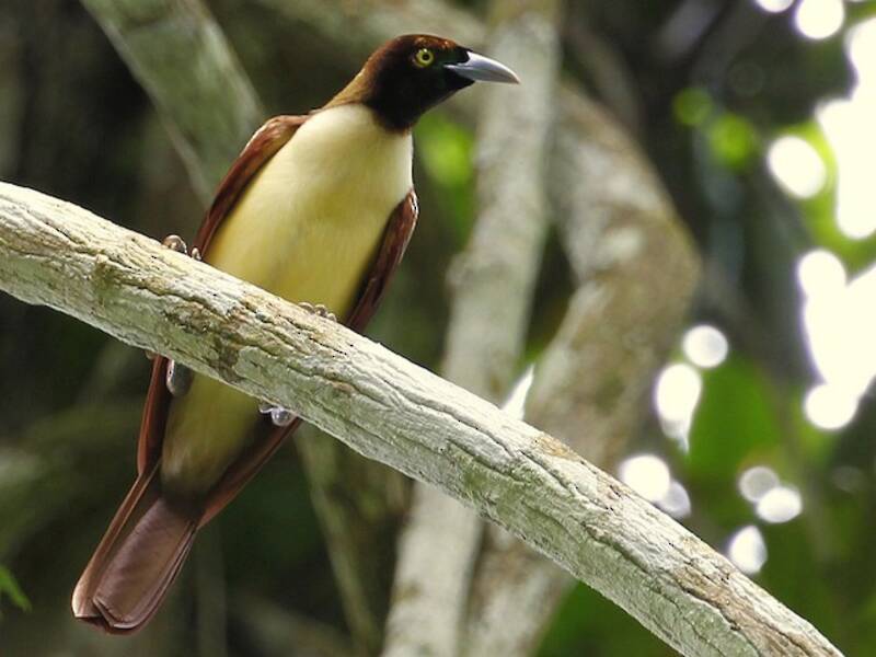 Lesser Bird-of-Paradise