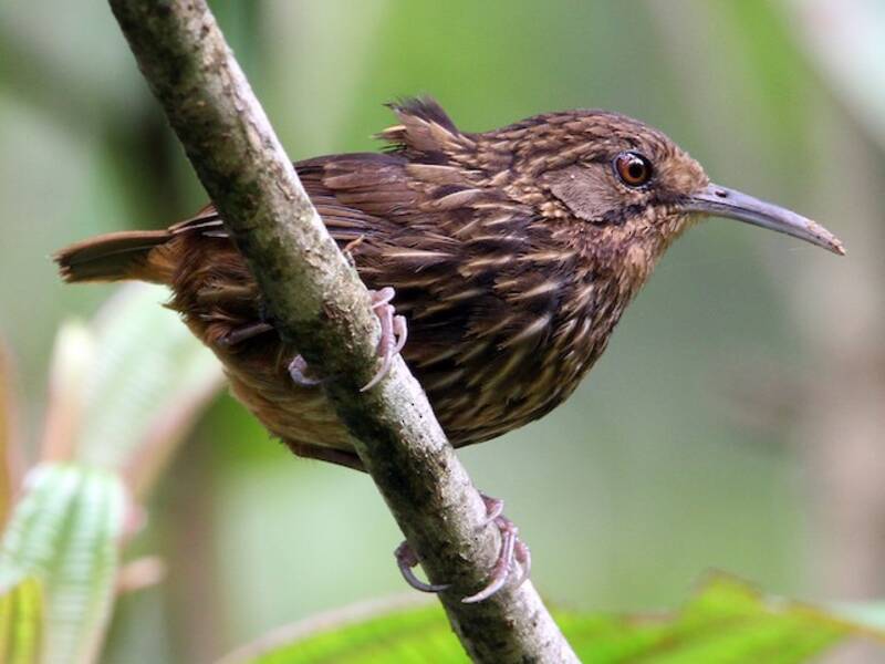 Long-billed Wren-Babbler, 照片 3