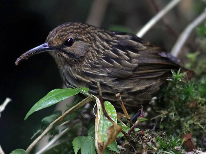Long-billed Wren-Babbler, 照片 2
