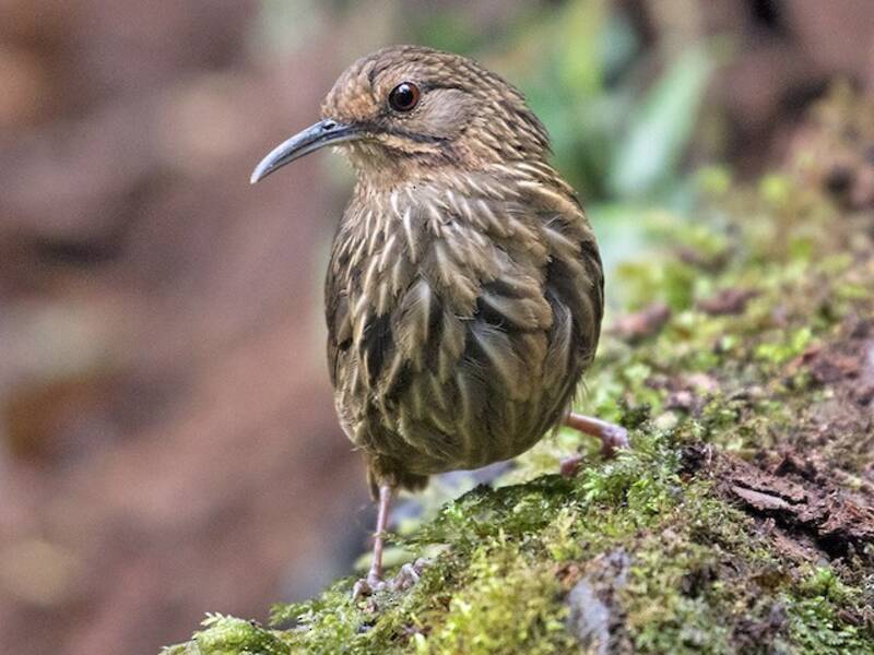 Long-billed Wren-Babbler