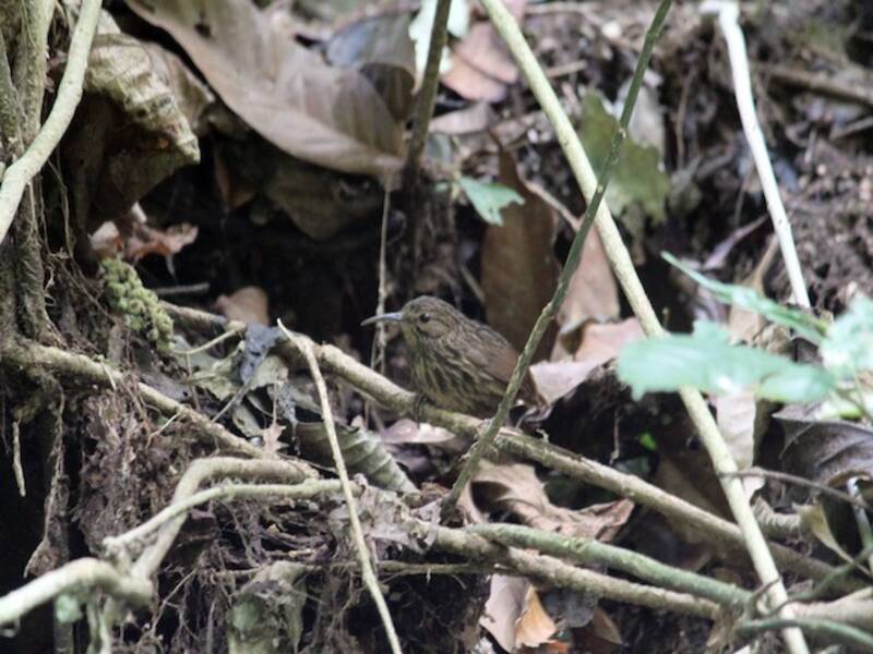 Long-billed Wren-Babbler, 照片 4