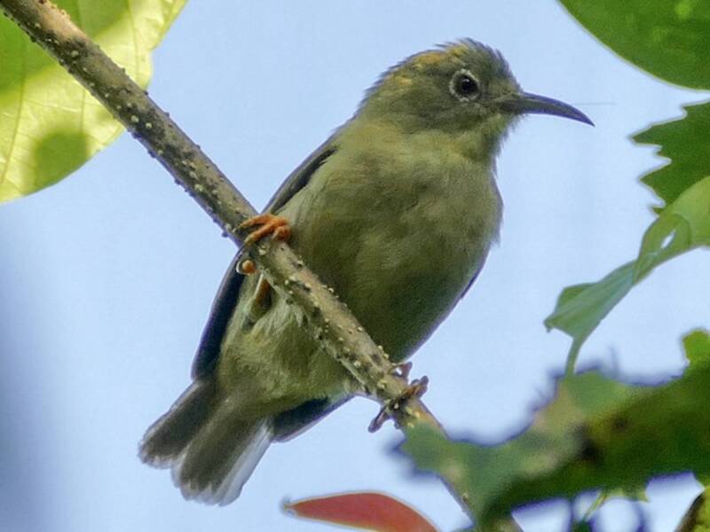 Occhialino beccolungo, Foto 4