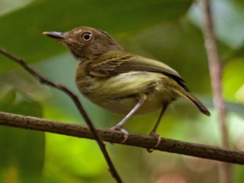 Long-crested Pygmy-Tyrant, Photos 2