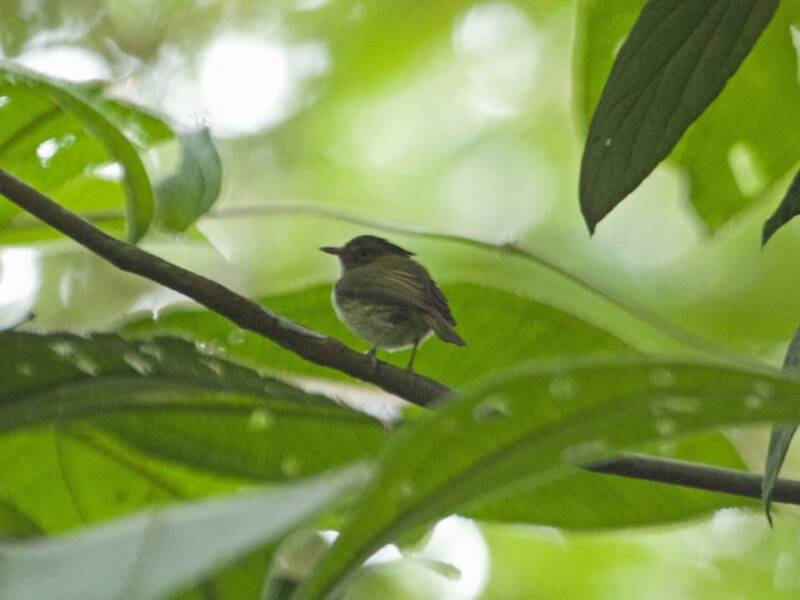 Long-crested Pygmy-Tyrant, Photos 3