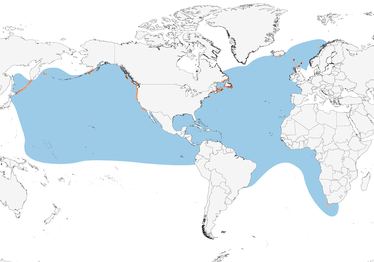 Paíño Boreal, Distribución 1