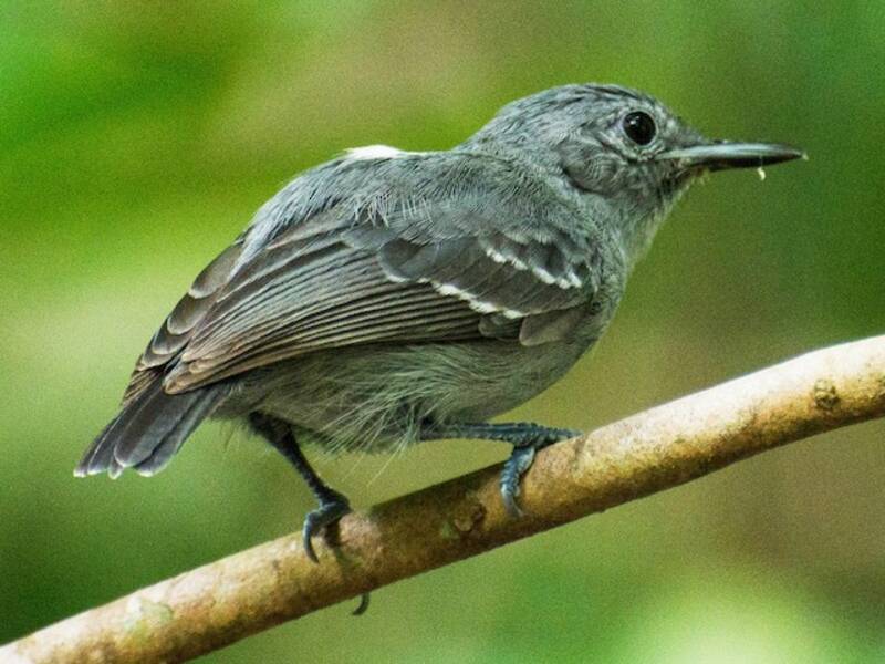 Leaden Antwren, Photos 4