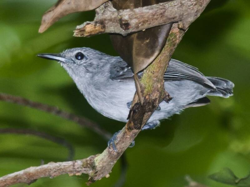 Leaden Antwren, Photos 3