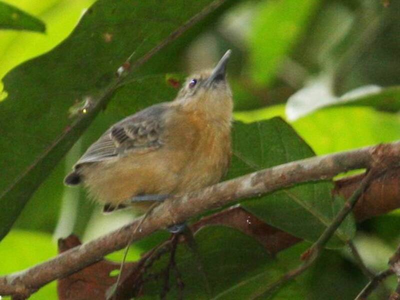 Leaden Antwren, Photos 2