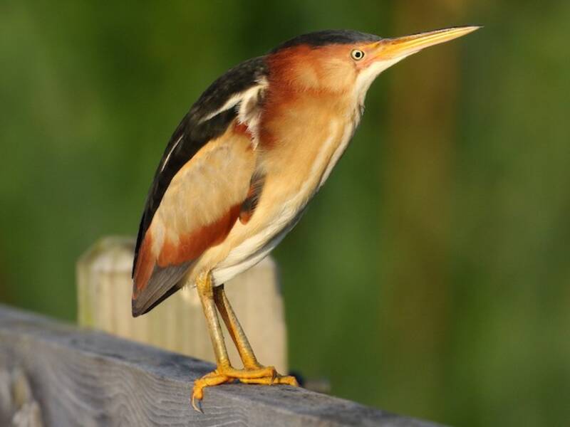 Least Bittern, Photos 2